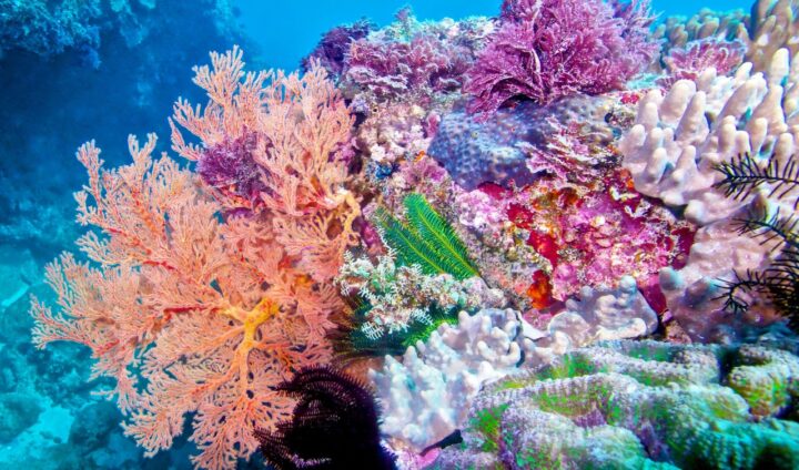 Marine biologist develops first drug for corals – it resembles yoghurt