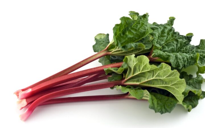 Info, tips, recipes: everything you need to know about rhubarb