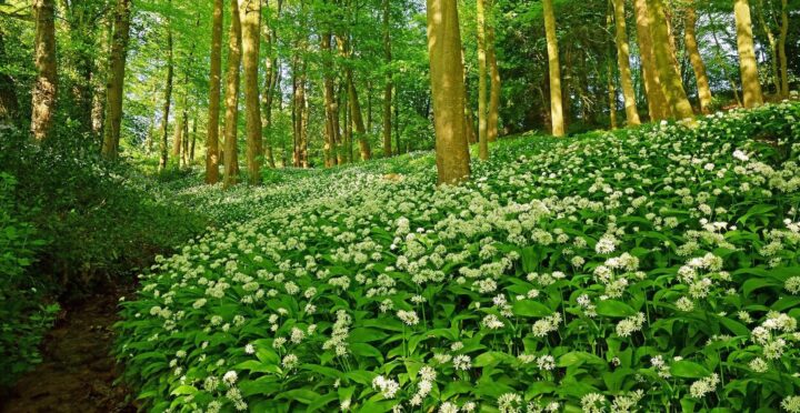 Wild garlic – miracle herb with many benefits