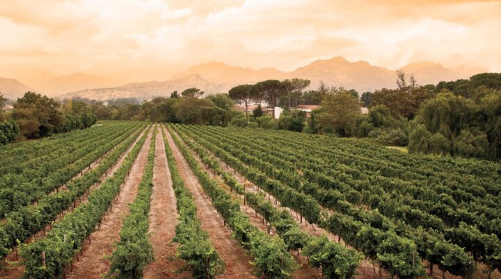 South Africa: The Top 10 Wineries
