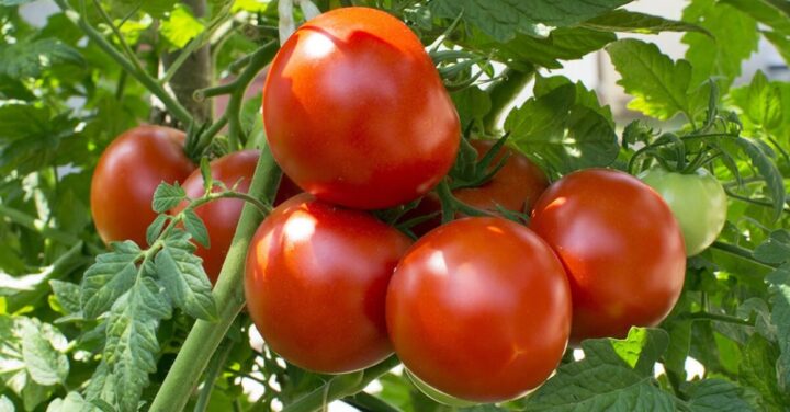 Tips for growing tomatoes: Large, round and juicy