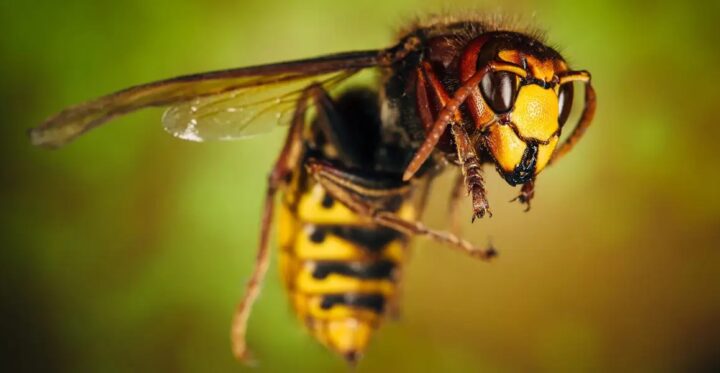 What to do with a wasp sting? The best home remedies and tips