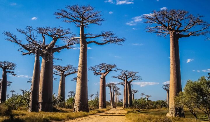 Best Time To Travel Madagascar