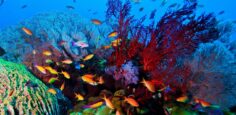 Diving in Bali: Where to dive in Bali?