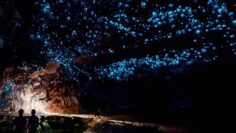 Glowworm Cave in New Zealand: The living starry sky below ground