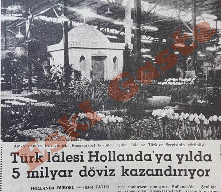 Türk Lalesi Hollanda’ya 5 Milyar Dolar Döviz Kazandırıyor